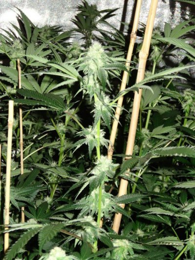 Sunset Sherbet grow log