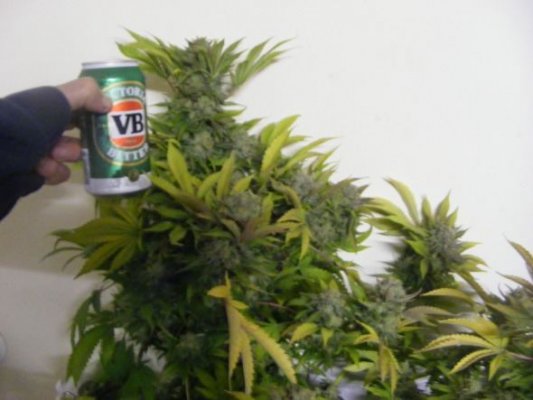 sweet seeds SAD S1 and CREAM CARAMEL in coco perlite