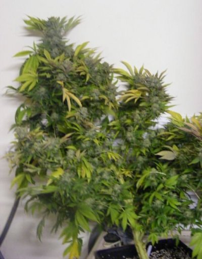 sweet seeds SAD S1 and CREAM CARAMEL in coco perlite