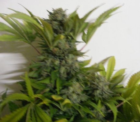 sweet seeds SAD S1 and CREAM CARAMEL in coco perlite