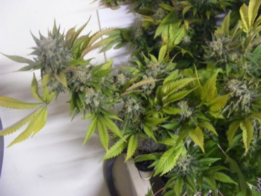 sweet seeds SAD S1 and CREAM CARAMEL in coco perlite
