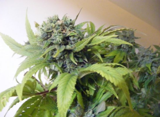 sweet seeds SAD S1 and CREAM CARAMEL in coco perlite
