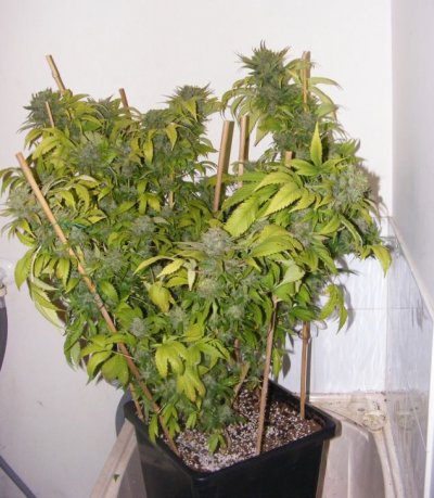 sweet.seeds.fems.707.jpg