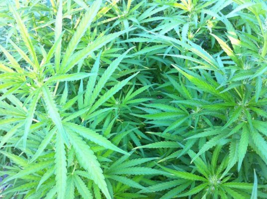 Aug 16 Blueberry 2.JPG