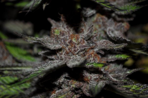 Kdub's Grow Show