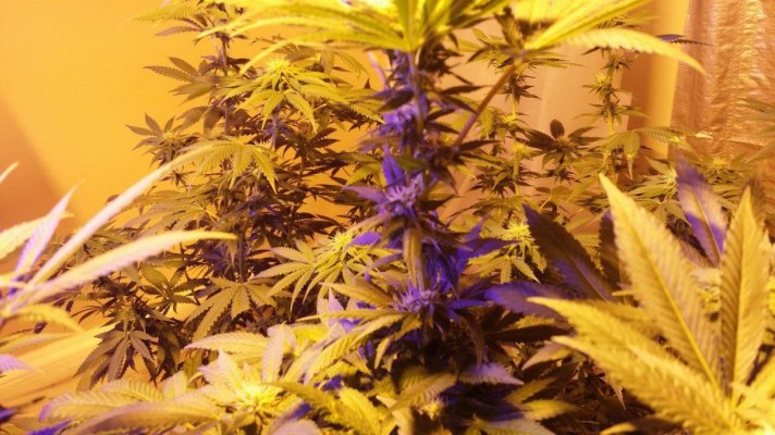 Hotmomma's grow 2