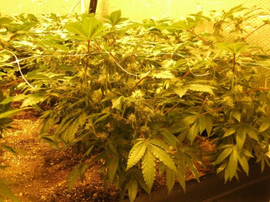 Cookie Monster grow by SMF 5 guy