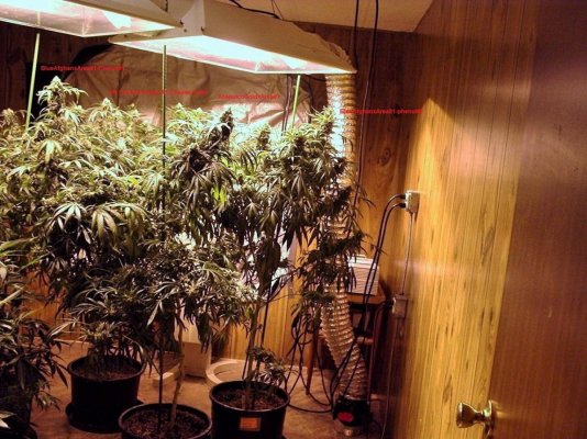 FlowerRoom18August2014AA.JPG