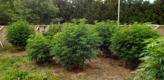 Sassy's garden 2014