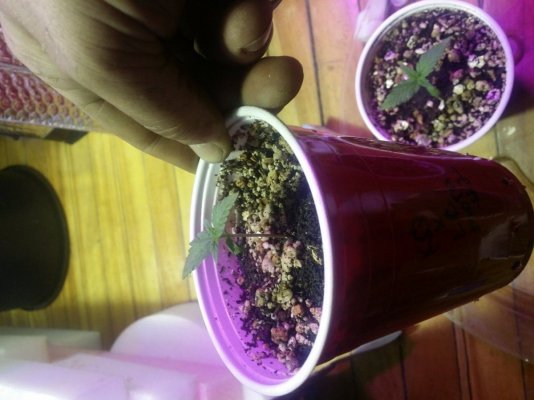 Motas killer queen x lung candy