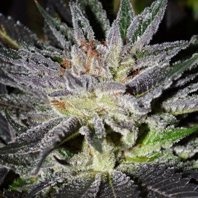 Let's See Your Frostiest Flowers
