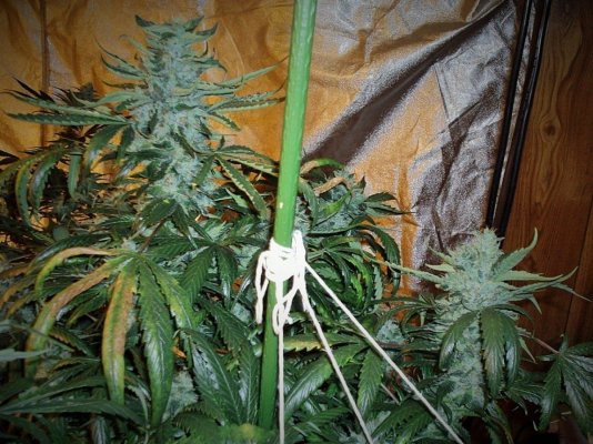 Bluzboy's Thread On Master Natural Therapy's gear/seed and hybrid's