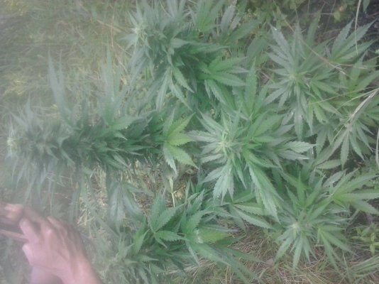 budrott=early harvest