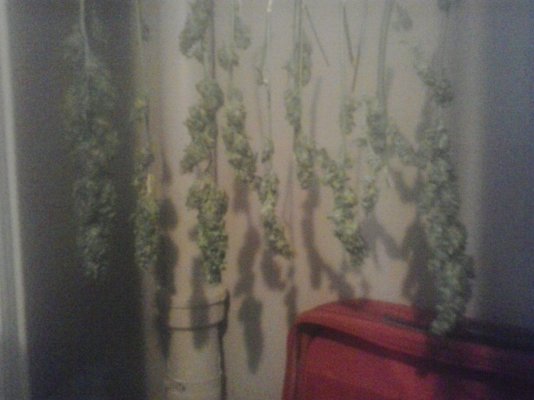 budrott=early harvest