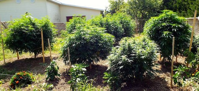 Sassy's garden 2014