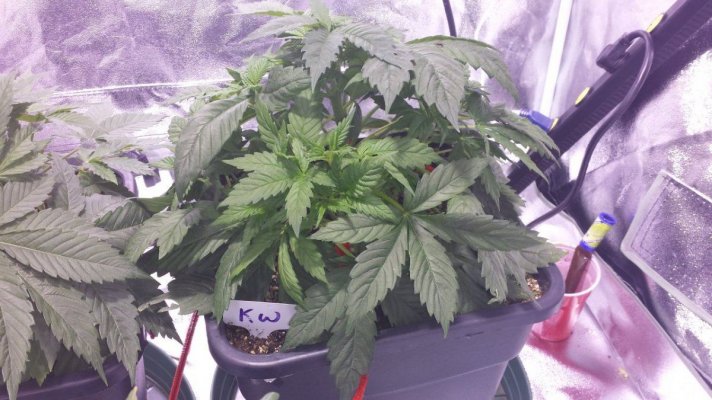 First grow ever.  Diesel, Apple Jack, Killa-watt. 600w mh/hps. 4×4 tent. ultra coir.  blue planet