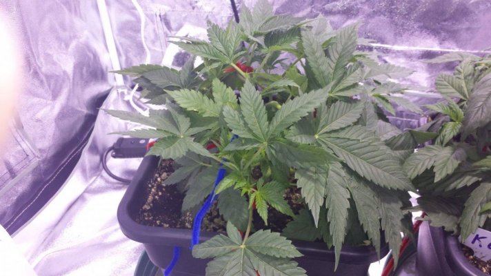 First grow ever.  Diesel, Apple Jack, Killa-watt. 600w mh/hps. 4×4 tent. ultra coir.  blue planet