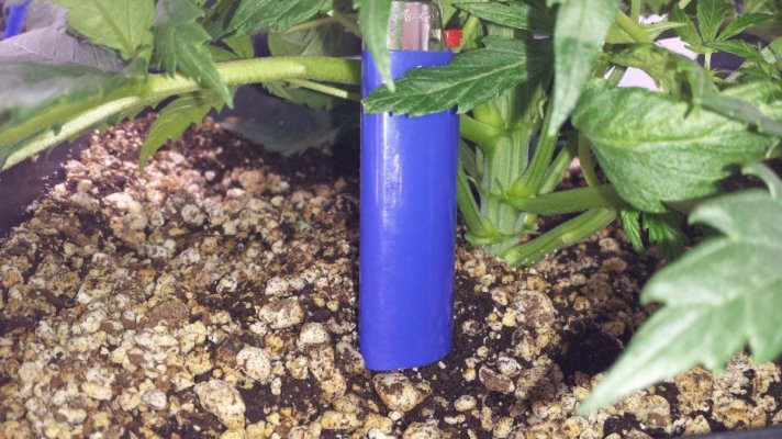 First grow ever.  Diesel, Apple Jack, Killa-watt. 600w mh/hps. 4×4 tent. ultra coir.  blue planet