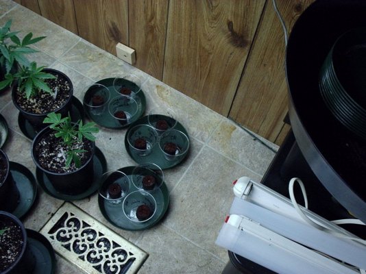 Bluzboy's Thread On Master Natural Therapy's gear/seed and hybrid's