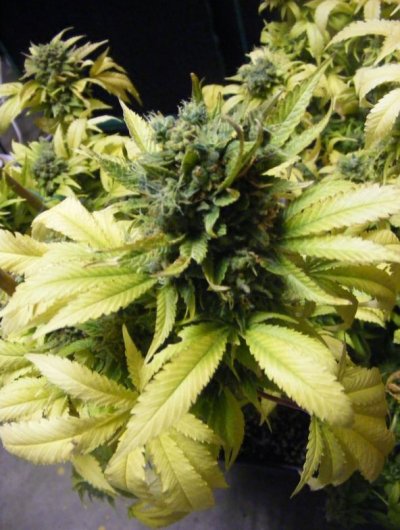 sweet seeds SAD S1 and CREAM CARAMEL in coco perlite