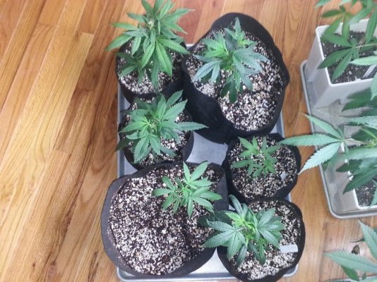 organic-2k-watt-medical-grow.jpg