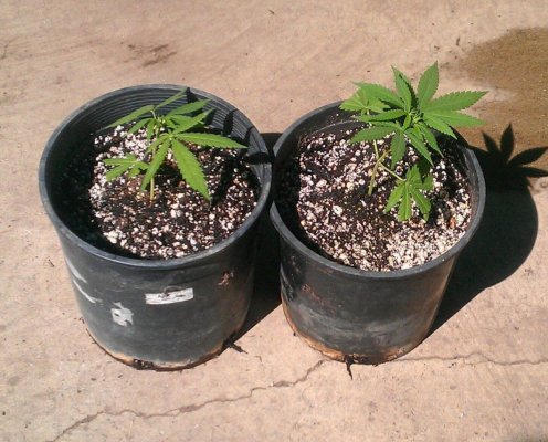 KK x MW clones KK x MW clones