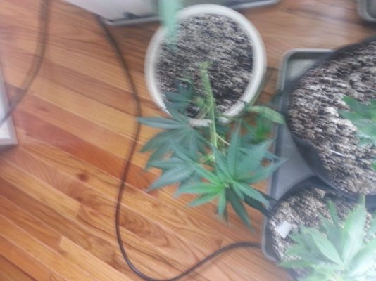 Organic 2k watt medical grow
