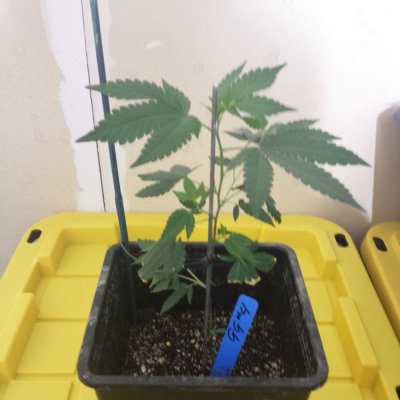GG#4 grow