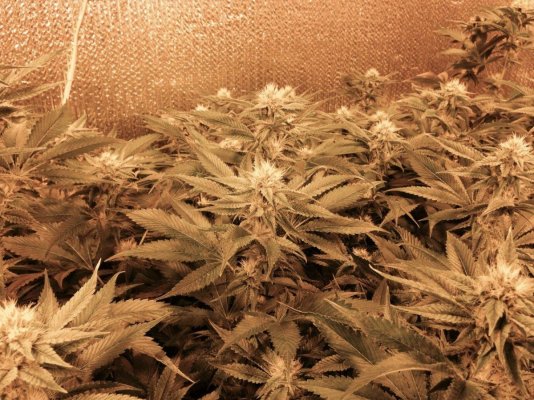 = The BEST OG Kush Clone Only=