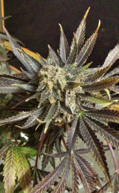 sweet seeds SAD S1 and CREAM CARAMEL in coco perlite