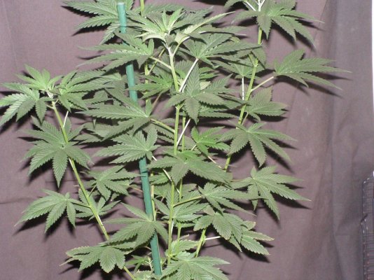 Girl Scout Cookies & Friends