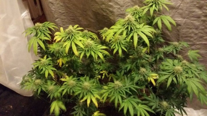Hotmomma's grow 2