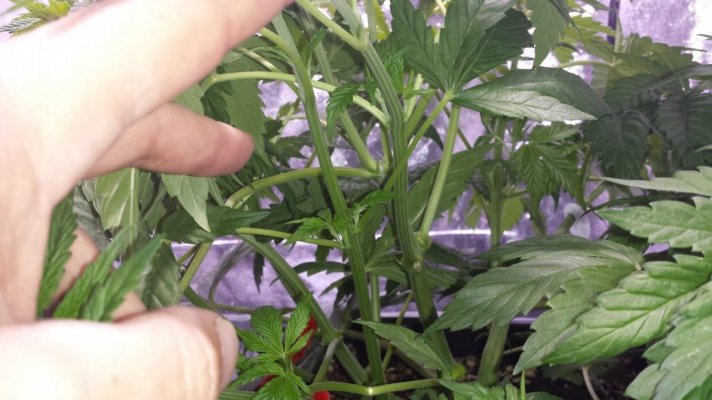 First grow ever.  Diesel, Apple Jack, Killa-watt. 600w mh/hps. 4×4 tent. ultra coir.  blue planet