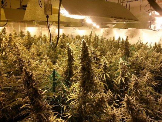 new millennium nutrients