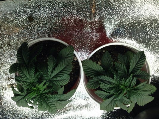 How's everyone's plants goin?