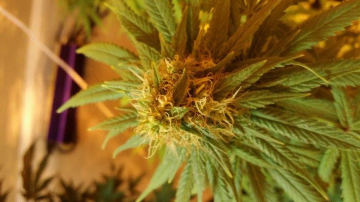 Hotmomma's grow 2