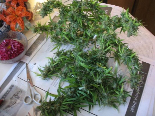BDharvest BDharvest