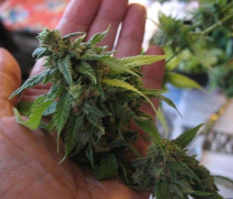 BDbud BDbud