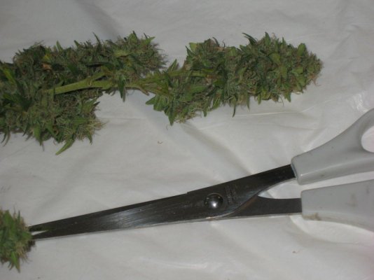 Scissors Scissors