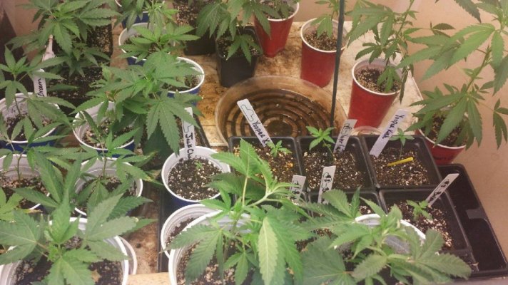 YOOPER KUSH BEAN POP