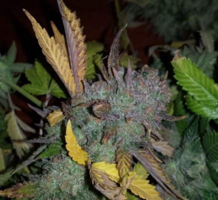 sweet seeds SAD S1 and CREAM CARAMEL in coco perlite