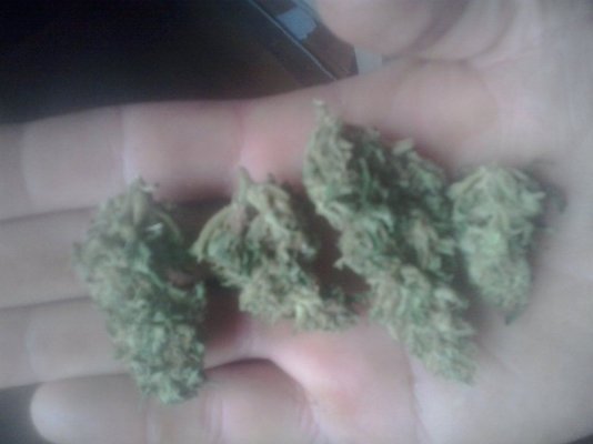budrott=early harvest