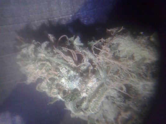 budrott=early harvest