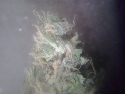 budrott=early harvest