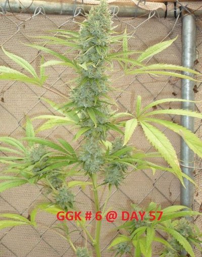 SAM 2295GG6