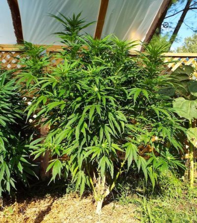 Sassy's garden 2014