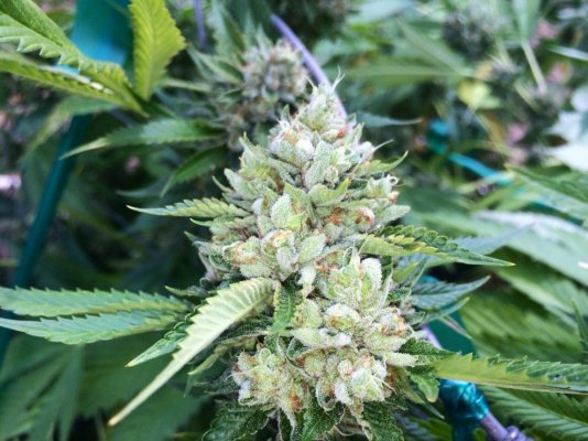 The History of OG Kush