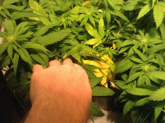 Fan leaves yellowing, why?