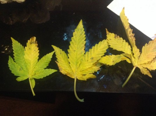 Fan leaves yellowing, why?