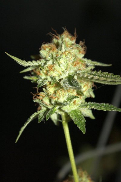 og-kush-of-the-roadhouse-3.jpg